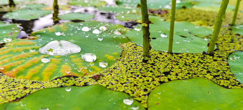 荷花露水