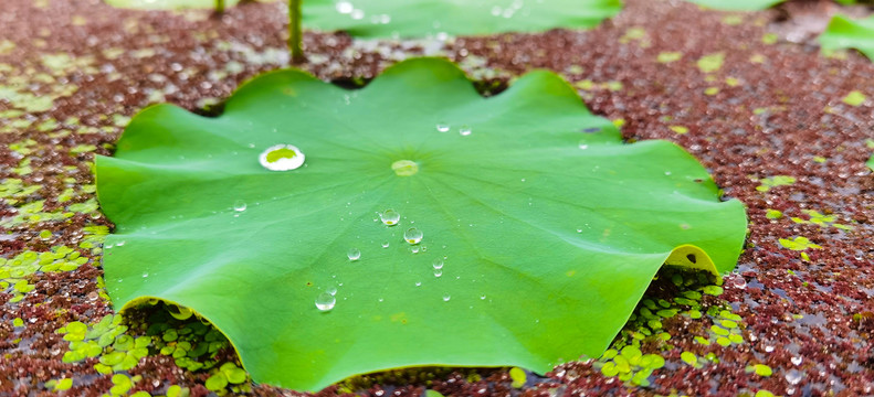 荷叶露水