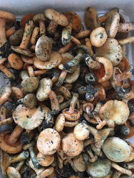 野生蘑菇枞菌