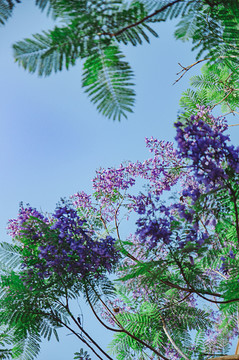 蓝花楹