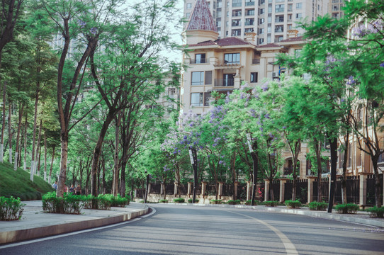 蓝花楹