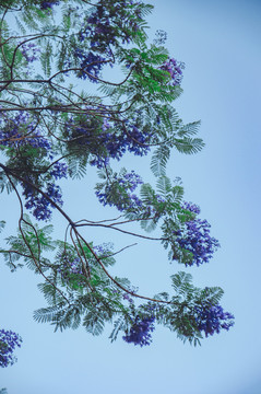 蓝花楹