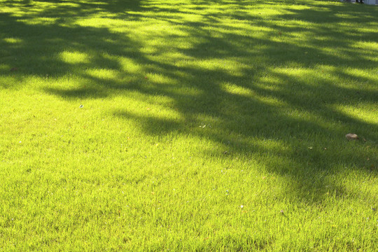 草坪树影