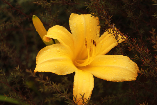 花