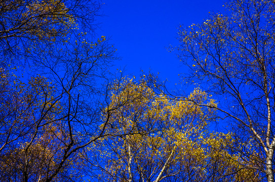蓝天秋季大树