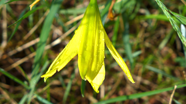 黄花菜