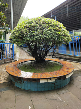 公园绿植盆景