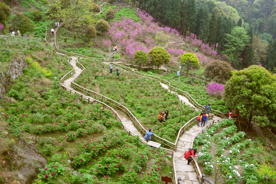 彭州丹景山牡丹坪