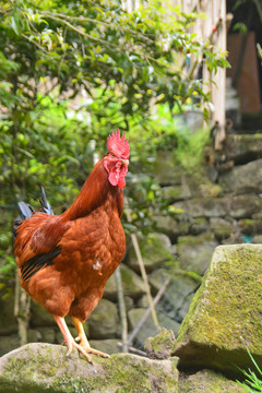 乡村农家庭院的散养鸡