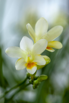 香雪兰花