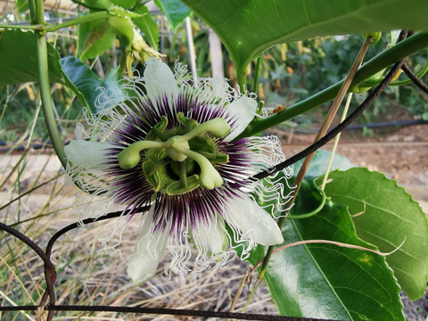 百香果开花