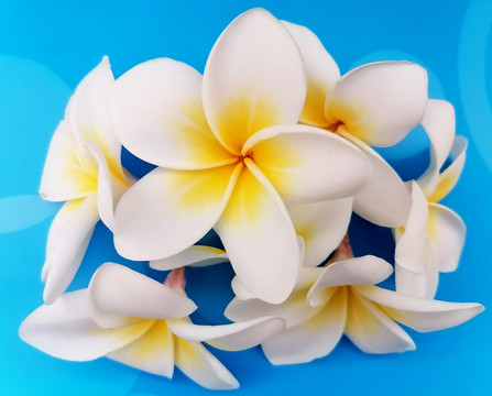 鸡蛋花