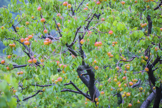 杏树杏园
