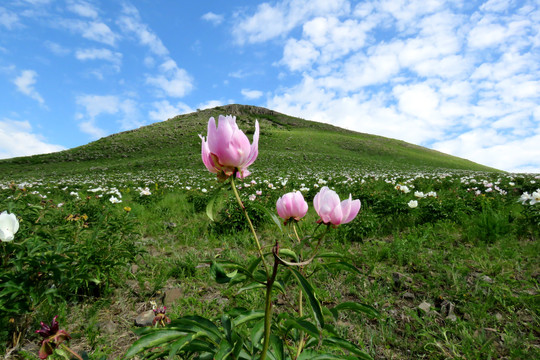 芍药花