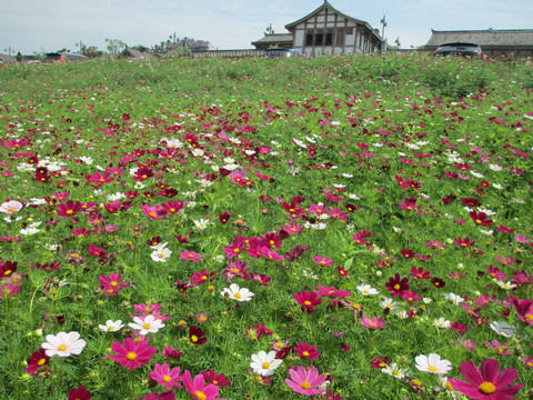 格桑花