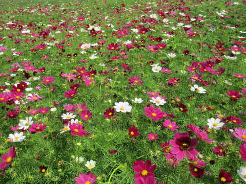 格桑花