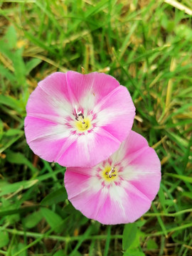 田旋花