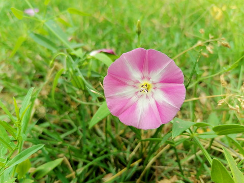 田旋花