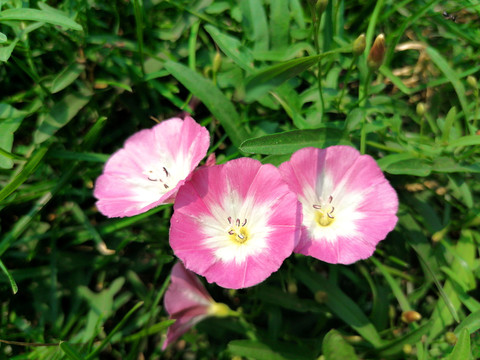 田旋花