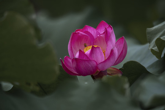 意境荷花图