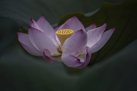 意境荷花特写