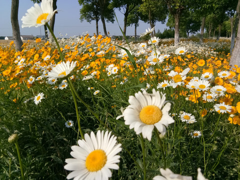 路边的小花