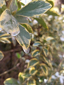 雪后初融