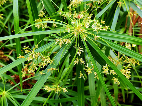 风车草花