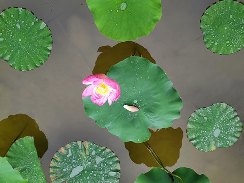 荷花荷叶