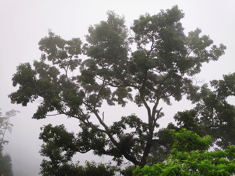 雾中树枝
