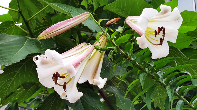 野百合
