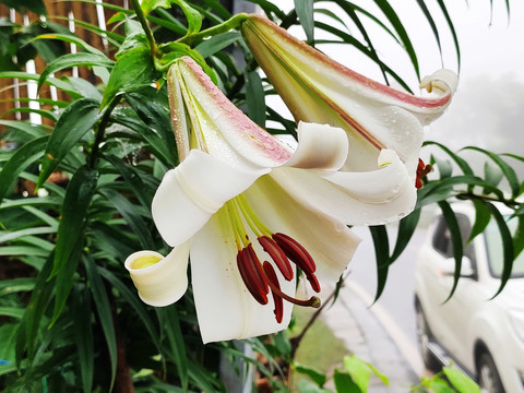 野百合