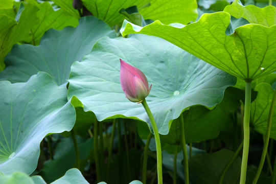 荷花