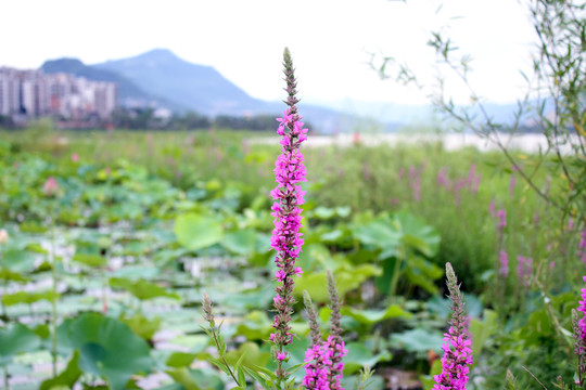 鲜花背景