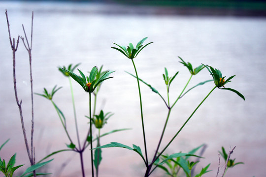 鲜花背景