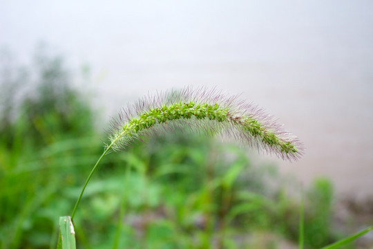 鲜花背景