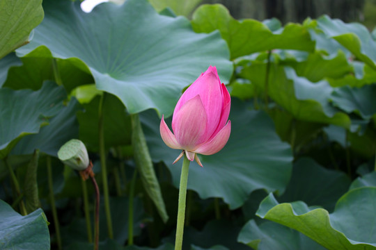 荷花