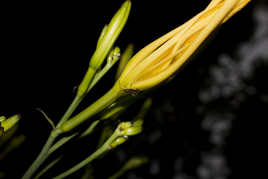 黄花菜