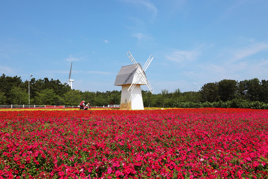 花海风车