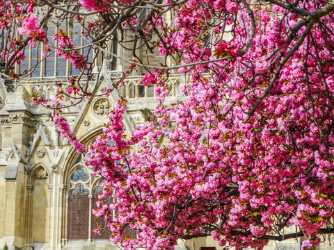 巴黎城市樱花