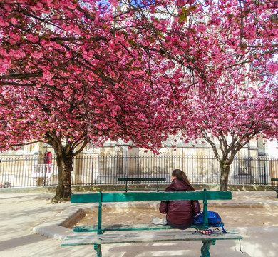 巴黎樱花树下