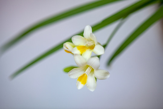 香雪兰花