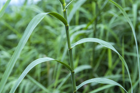 芦苇茅草