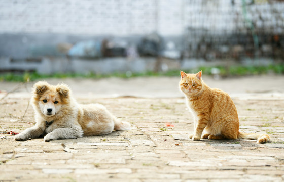 中华田园犬和橘猫