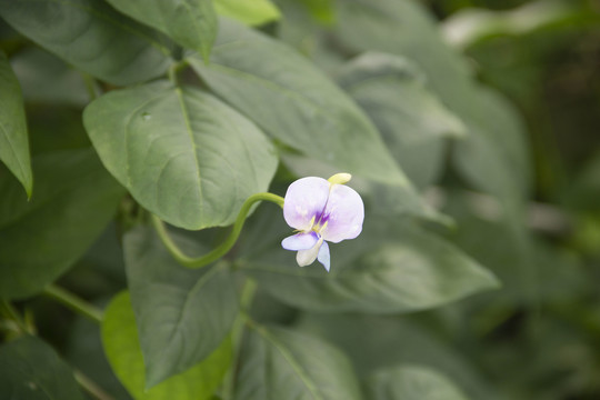 豇豆花