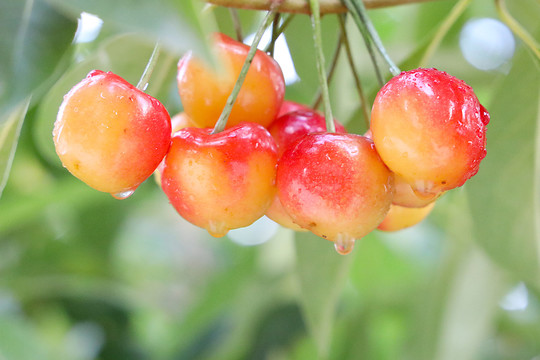 黄樱桃