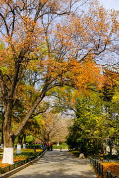 北京大学校园秋景