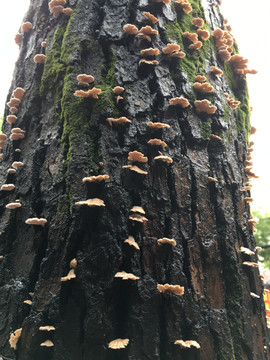 野生树蘑菇