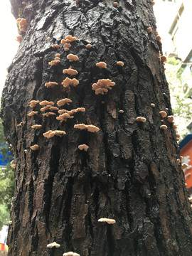 树蘑菇