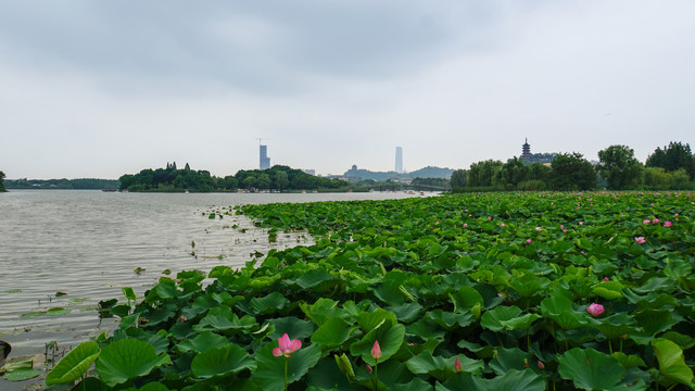 金山湖荷花